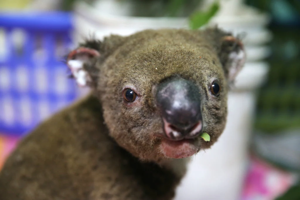 Najbardziej poszkodowane w pożarach są zwierzęta zamieszkujące australijskie lasy