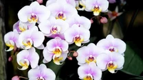 Falenopsis (Phalaenopsis) to najczęściej uprawiany przez nas storczyk. Zimą  postawmy go w widnym miejscu. Najlepiej nawadniać roślinę przez wstawienie do miski z wodą na kilkanaście minut, by napiła się tyle, ile potrzebuje. 