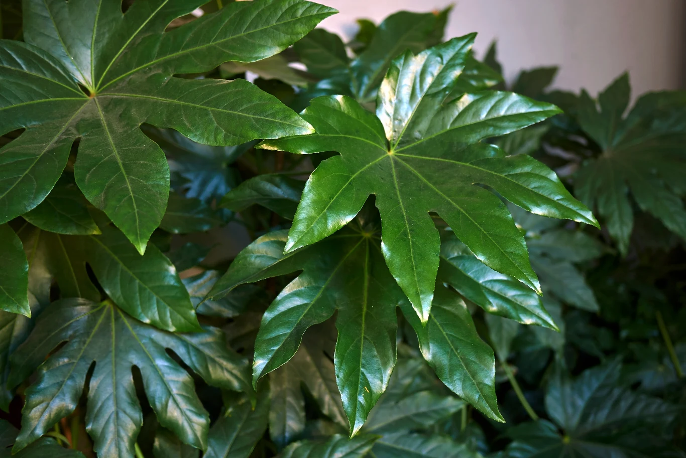 Fatsja japońska zachwyca swoimi okazałymi liśćmi 