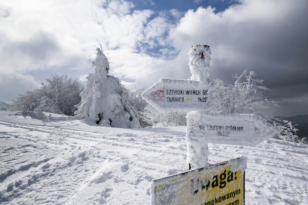 To najwyższy szczyt w Bieszczadach Zachodnich. Mierzy 1346 m n.p.m. Najdogodniejsze dojście jest od strony Wołosatego szlakiem niebieskim (1,30 h). Dłuższa, czerwona trasa prowadzi od strony Ustrzyk Górnych przez Szeroki Wierch (3,30 h). Warto też rozważyć przejście od strony Bukowego Berda, które jest uważane za najbardziej widokowe. Należy jednak pamiętać, że bieszczadzki klimat jest surowy, a w wyższych partiach zwykle zalega śnieg. To najwyższy szczyt w Bieszczadach Zachodnich. Mierzy 1346 m n.p.m. Najdogodniejsze dojście jest od strony Wołosatego szlakiem niebieskim (1,30 h). Dłuższa, czerwona trasa prowadzi od strony Ustrzyk Górnych przez Szeroki Wierch (3,30 h). Warto też rozważyć przejście od strony Bukowego Berda, które jest uważane za najbardziej widokowe. Należy jednak pamiętać, że bieszczadzki klimat jest surowy, a w wyższych partiach zwykle zalega śnieg.
