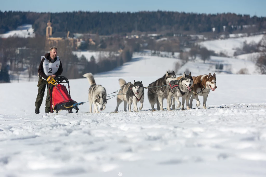 Lutowiska. Miejscowość ta leży 30 km od Ustrzyk Dolnych, u podnóża pasma Otrytu. Co roku zimą odbywają się w niej Wyścigi Psich Zaprzęgów „W krainie Wilka”. To młoda dyscyplina sportu, w której zawodnicy na sankach (lub nartach) są ciągnięci przez psi zaprzęg. Trasy mają różne dystansy: od krótkich sprintów po ponad 100-kilometrowe „maratony”. Lutowiska słyną również z koni. Podkowa widnieje w herbie miejscowości. To pozostałość po słynnych niegdyś na całą środkową Europę wielkich jarmarkach, gdy spędzano na rynek z połonin nawet kilka tysięcy sztuk bydła i koni. Tradycyjna rasa bieszczadzkiego konia to hucuł. Jest to gatunek górski o krępej sylwetce, niezwykle silny i odporny na surowy klimat. Lutowiska. Miejscowość ta leży 30 km od Ustrzyk Dolnych, u podnóża pasma Otrytu. Co roku zimą odbywają się w niej Wyścigi Psich Zaprzęgów „W krainie Wilka”. To młoda dyscyplina sportu, w której zawodnicy na sankach (lub nartach) są ciągnięci przez psi zaprzęg. Trasy mają różne dystansy: od krótkich sprintów po ponad 100-kilometrowe „maratony”. Lutowiska słyną również z koni. Podkowa widnieje w herbie miejscowości. To pozostałość po słynnych niegdyś na całą środkową Europę wielkich jarmarkach, gdy spędzano na rynek z połonin nawet kilka tysięcy sztuk bydła i koni. Tradycyjna rasa bieszczadzkiego konia to hucuł. Jest to gatunek górski o krępej sylwetce, niezwykle silny i odporny na surowy klimat.