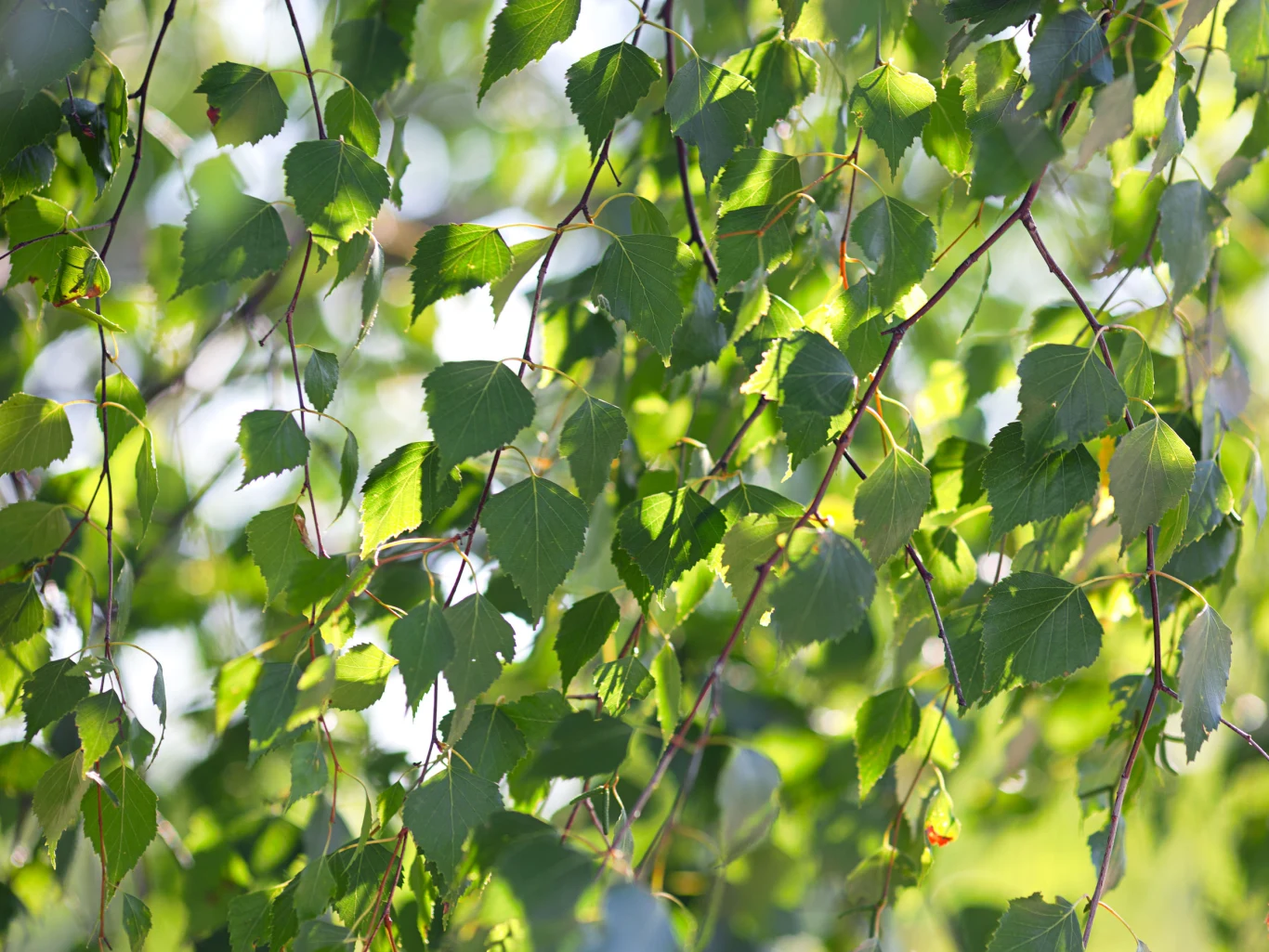Liście brzozy to bogactwo cennych składników. Pomagają przy wielu dolegliwościach, a także podczas odchudzania. 