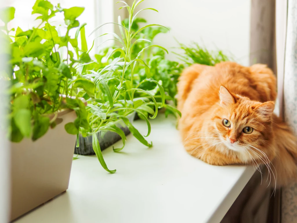 Nie wszystkie rośliny doniczkowe są bezpieczne dla zwierząt domowych