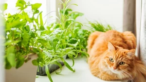 Nie wszystkie rośliny doniczkowe są bezpieczne dla zwierząt domowych