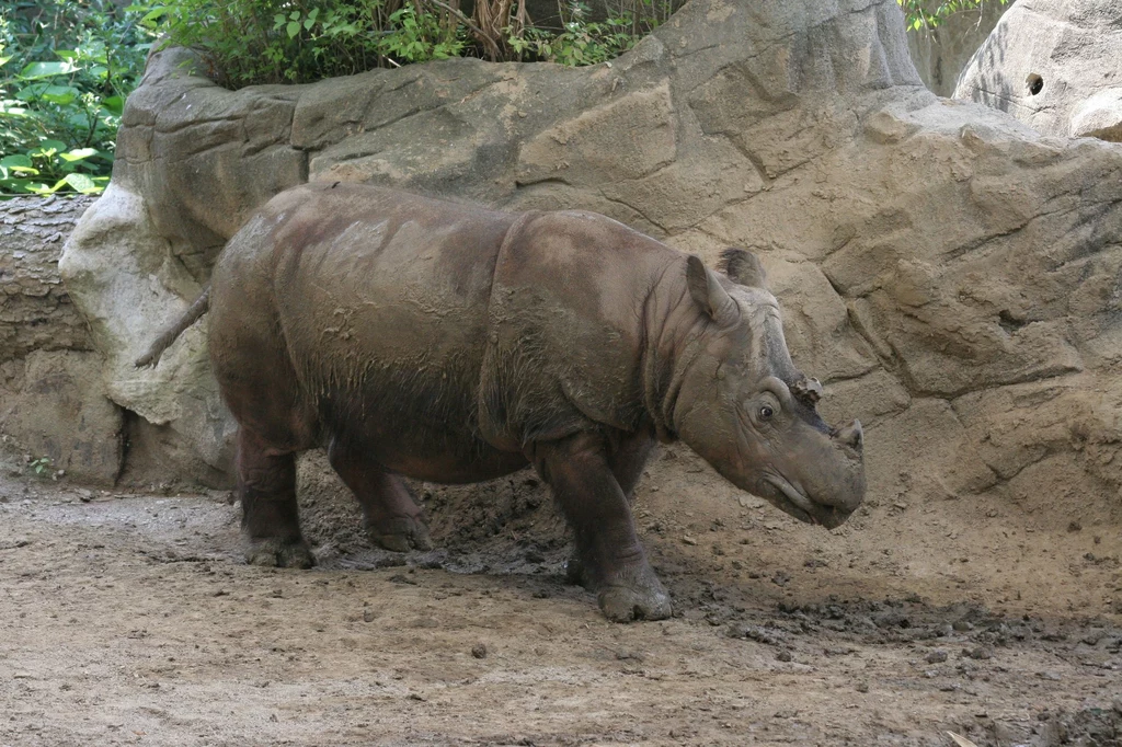 W Malezji nie spotkamy już nosorożców sumatrzańskich 