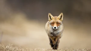 Lis, zdjęcie ilustracjne