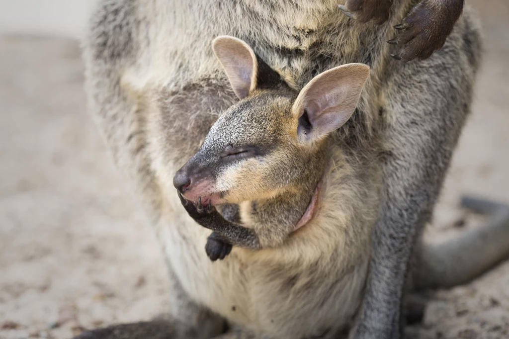 W wyniku australijskich pożarów mocno ucierpiały kangury 