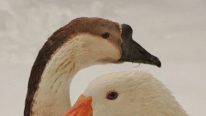 Kolejny przypadek ptasiej grypy w regionie 