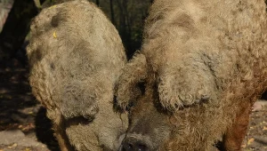 Świnie rasy Mangalica, zdj. ilustracyjne 