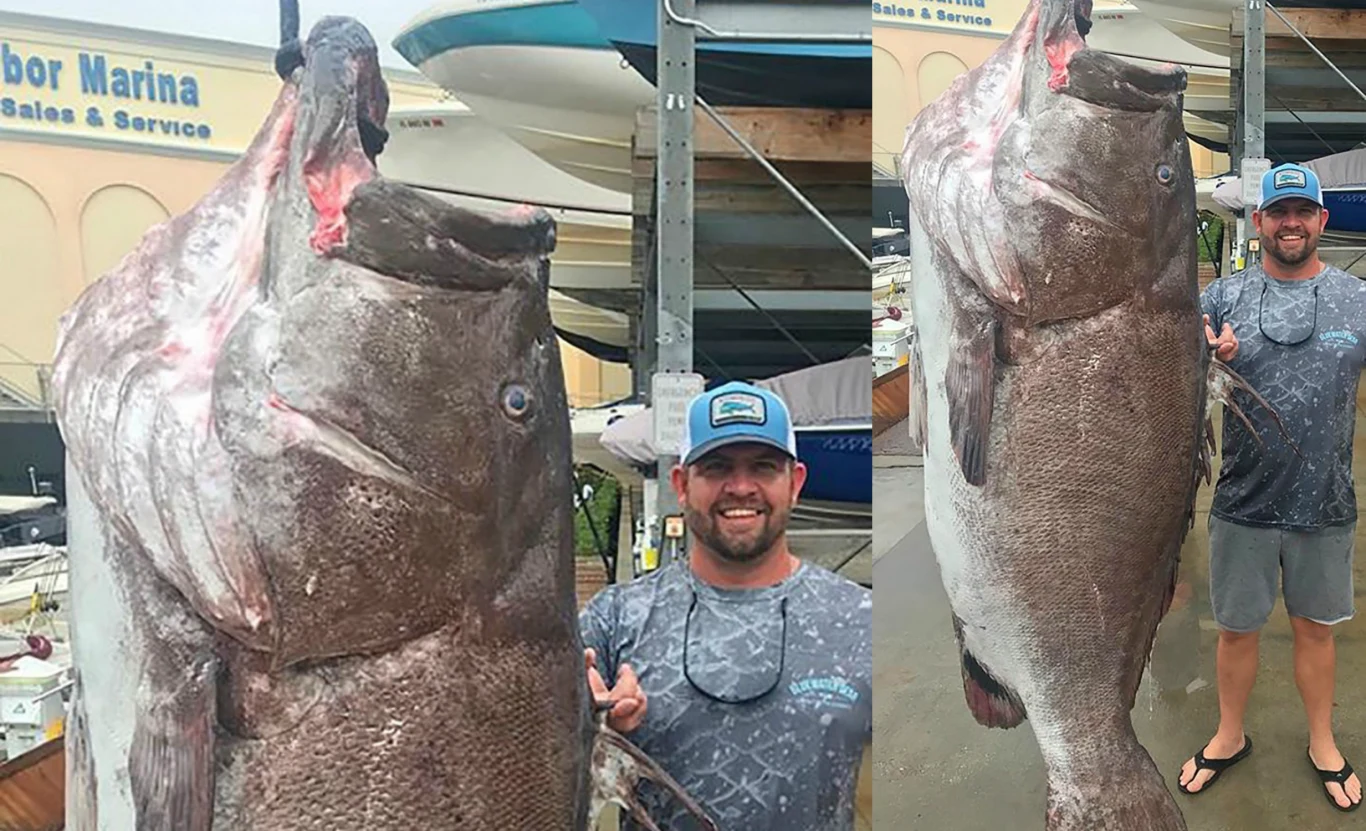 Na zdjęciu widać naprawdę wielki okaz! Na zdjęciu widać naprawdę wielki okaz!