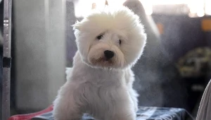 Pies rasy west terrier