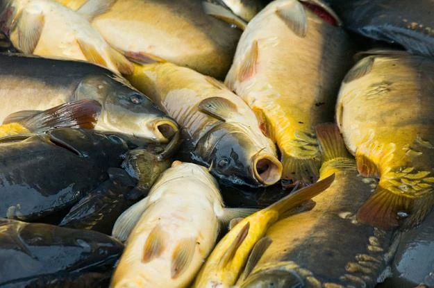 Polski karp jest rybą ekologiczną