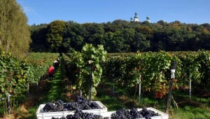 Na fot. winnica na Srebrnej Gorze - winobranie odmiany REGENT Fot. M. Lasyk REPORTER