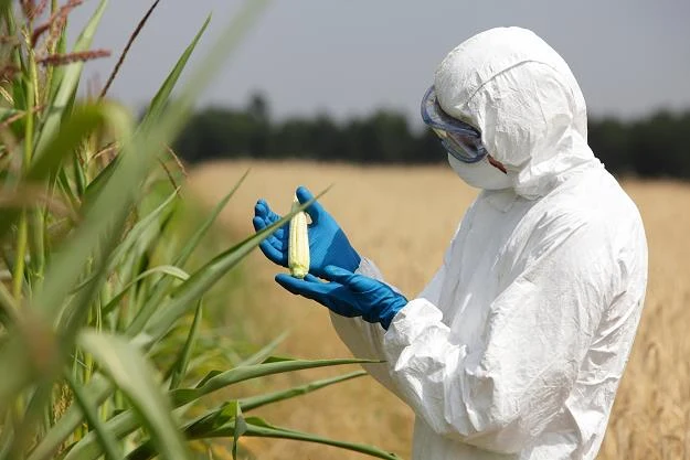 Zmieniły się zasady znakowania żywności "bez GMO" Zmieniły się zasady znakowania żywności "bez GMO"
