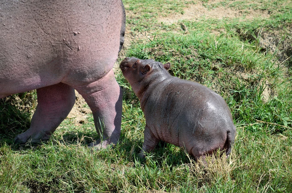 Maluchy po narodzinach unoszą się na wodzie niczym korki, ale w miarę dorastania zaczynają tonąć. Jedyną szansą przetrwania jest dla nich znalezienie płytkiej rzeki lub jeziora. Maluchy po narodzinach unoszą się na wodzie niczym korki, ale w miarę dorastania zaczynają tonąć. Jedyną szansą przetrwania jest dla nich znalezienie płytkiej rzeki lub jeziora.