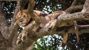 Nie idź do zoo, bo złapiesz COVID-19 od lwa? Na szczury też lepiej uważać