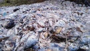 RMF: 600 kg martwych ryb w lesie. Poszukują sprawcy