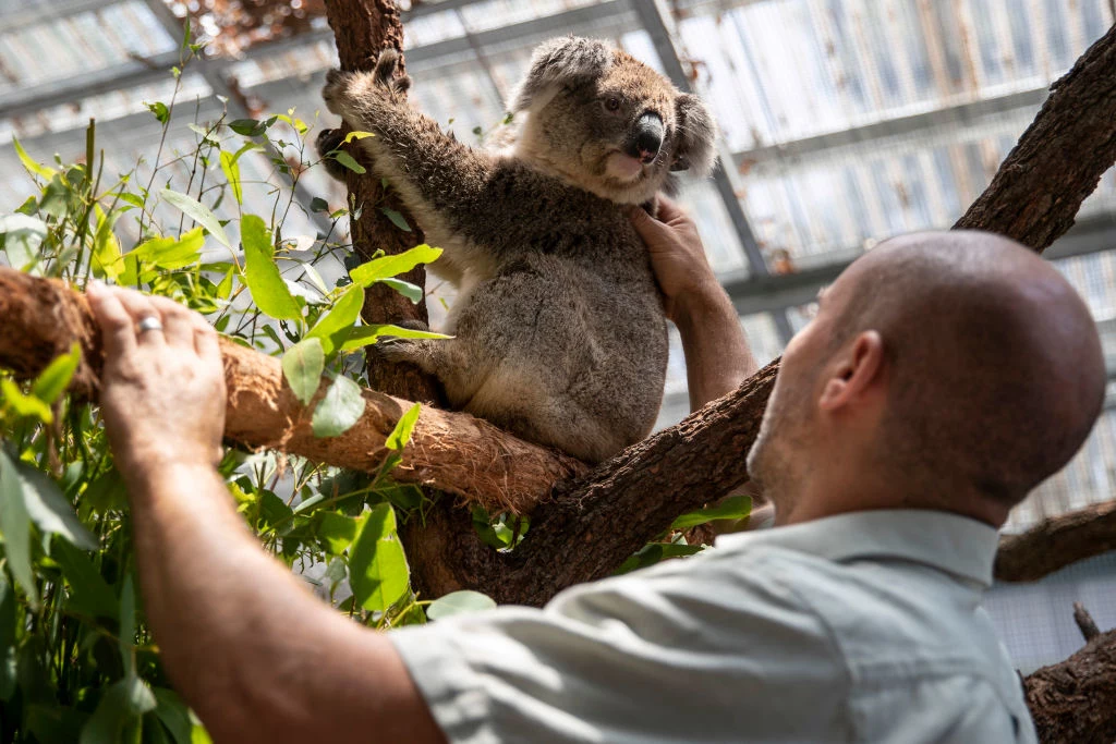 Wiedzę o zwierzętach zamieszkujących kontynent propagują też przez programy telewizyjne, m.in. dedykowany zmarłemu cykl „Steve Irwin’s Wildlife Warriors” oraz reality show „Crikey it’s the Irwins”, które w ubiegłym roku emitował kanał Animal Planet. 16-letni dziś Robert jest fotografem przyrody. Jego zdjęcia były wielokrotnie doceniane w prestiżowych konkursach. Wiedzę o zwierzętach zamieszkujących kontynent propagują też przez programy telewizyjne, m.in. dedykowany zmarłemu cykl „Steve Irwin’s Wildlife Warriors” oraz reality show „Crikey it’s the Irwins”, które w ubiegłym roku emitował kanał Animal Planet. 16-letni dziś Robert jest fotografem przyrody. Jego zdjęcia były wielokrotnie doceniane w prestiżowych konkursach.