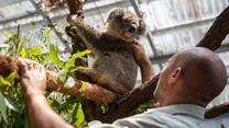 Wiedzę o zwierzętach zamieszkujących kontynent propagują też przez programy telewizyjne, m.in. dedykowany zmarłemu cykl „Steve Irwin’s Wildlife Warriors” oraz reality show „Crikey it’s the Irwins”, które w ubiegłym roku emitował kanał Animal Planet. 16-letni dziś Robert jest fotografem przyrody. Jego zdjęcia były wielokrotnie doceniane w prestiżowych konkursach. 