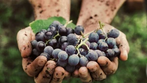 Winogrona będą miały 3 razy więcej owoców. Wystarczy, że w październiku zrobisz to