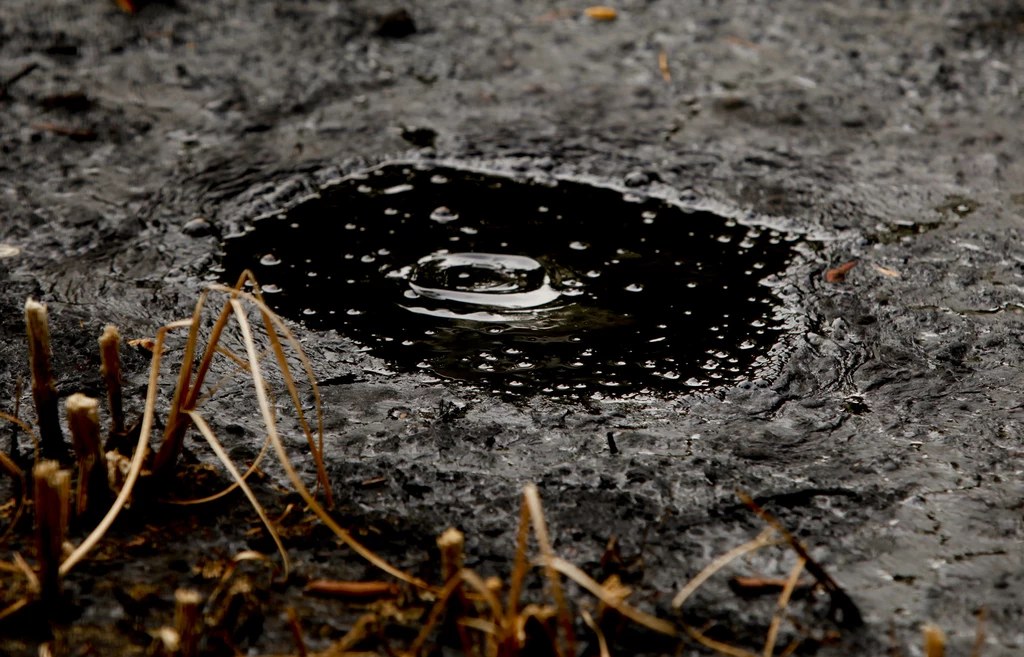  La Brea Tar Pits znajdujące się w pobliżu Los Angeles to dzisiaj atrakcja turystyczna. Są to jeziorka wypełnione naturalnym, płynnym asfaltem, w którym zachowały się liczne pozostałości prehistorycznych zwierząt