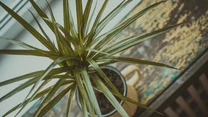 Dracena to nie tylko ozdoba salonu, ale i naturalny filtr powietrza. Dobrze się czuje w temperaturze pokojowej, ok. 20ºC, pod warunkiem, że jest często zraszana. Nawadniaj ją umiarkowanie - nie przelewaj. Ustaw blisko okna, ale nie w pełnym słońcu.