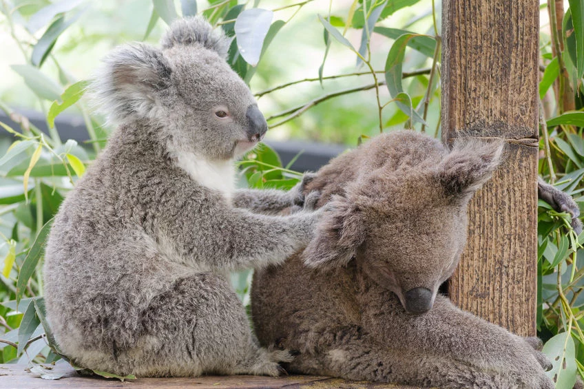 Podstawę diety koali stanowi eukaliptus. Młode rodzą się ze zbyt słabym układem pokarmowym, by go strawić, dlatego matki koali karmią swoje potomstwo własną kupą.