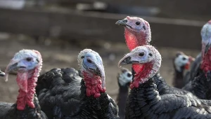 Kolejne ogniska ptasiej grypy na terenie Wielkopolski