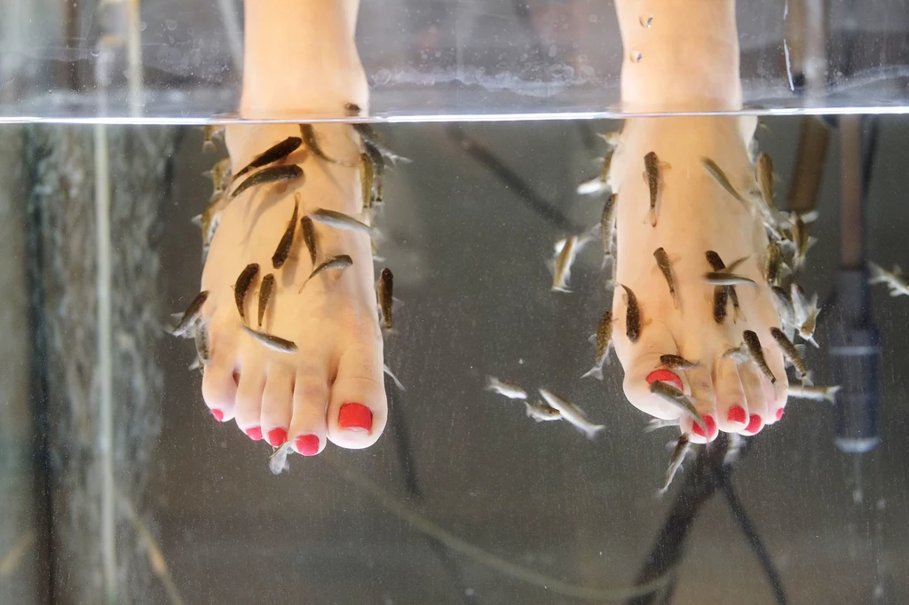 W Japonii rybiemu zabiegowi poddawane są nie tylko stopy, ale i całe ciało