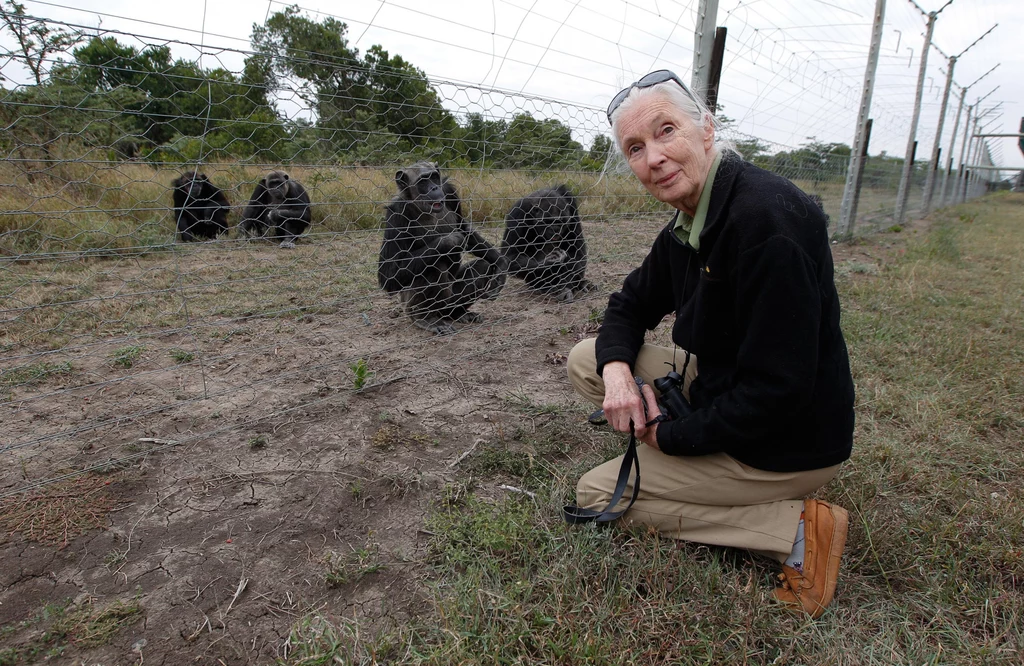 Jane Goodall poświęciła całe swoje życie pracy z szympansami