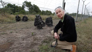 Jane Goodall - pani od szympansów