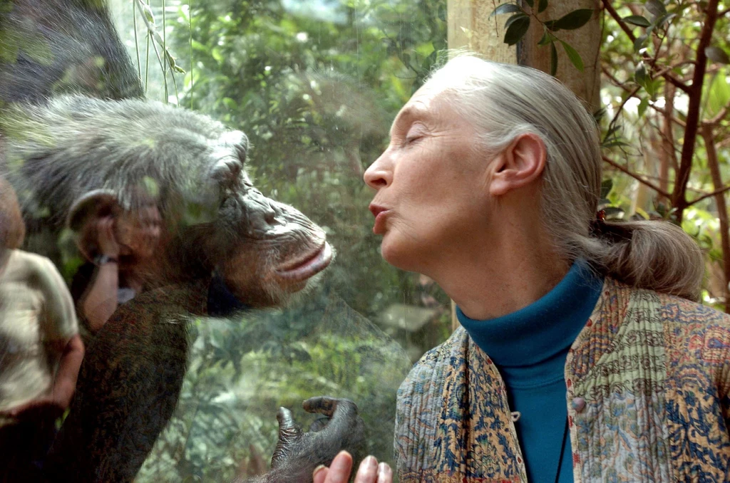 Jane Goodal podziwiała bardzo Wisława Szymborska