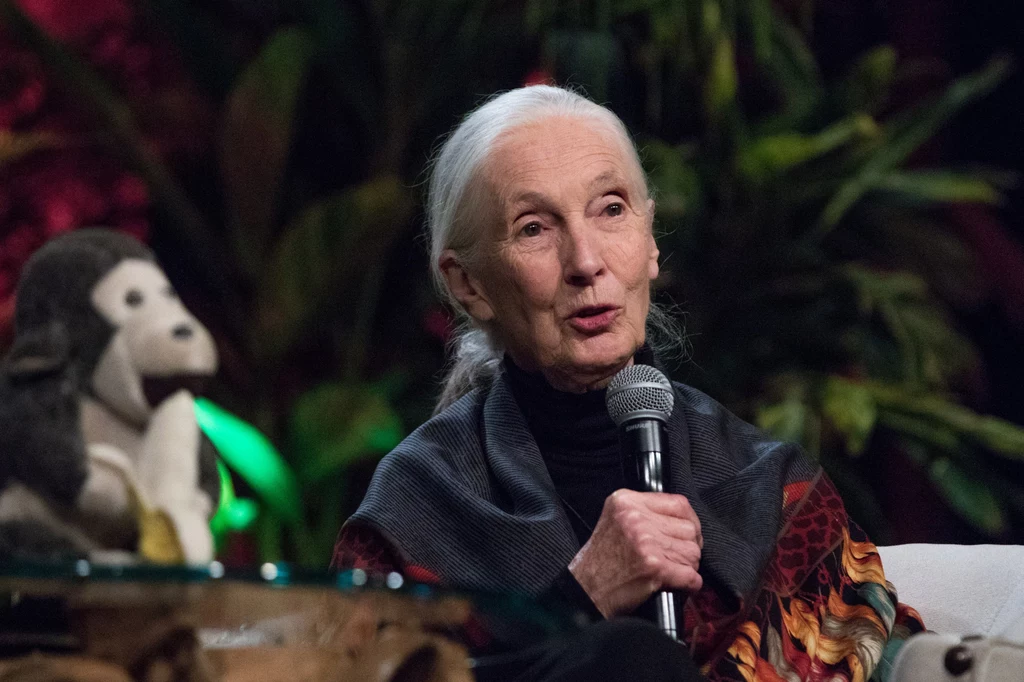 Jane Goodall całe życie szerzyła wiedzę o życiu szympansów