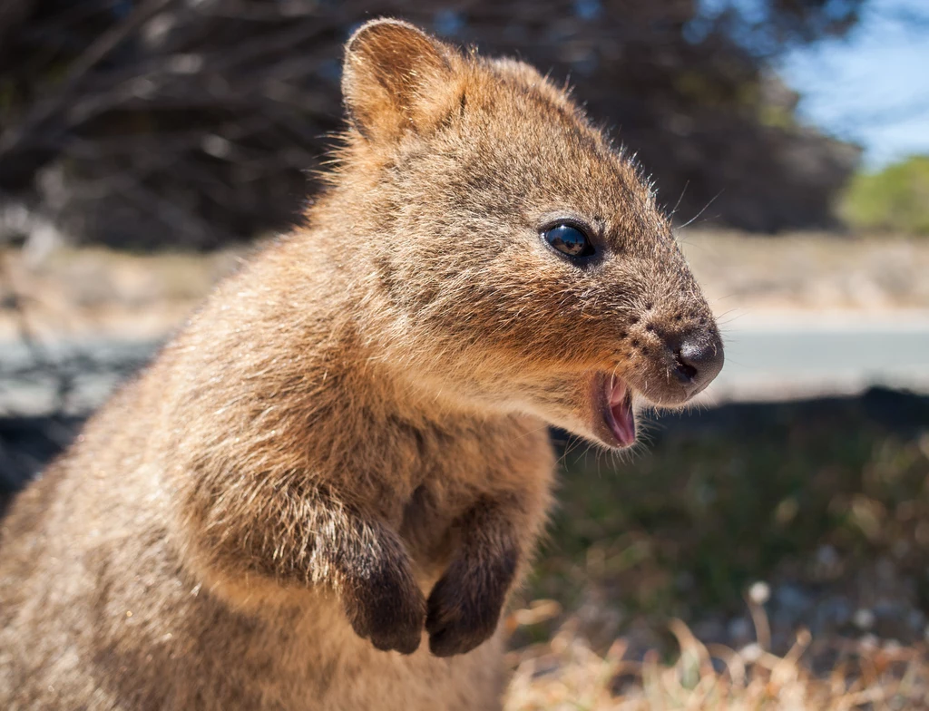 Nazwa „quokka” pochodzi od imienia nadanego zwierzęciu przez Aborygenów zamieszkujących obszary Augusta i King George Sound w Australii Zachodniej. Wielkością zbliżony jest do zająca. Układ szczęki ssaka sprawia, że mamy wrażenie, że zwierzę jest wiecznie uśmiechnięte. Nazwa „quokka” pochodzi od imienia nadanego zwierzęciu przez Aborygenów zamieszkujących obszary Augusta i King George Sound w Australii Zachodniej. Wielkością zbliżony jest do zająca. Układ szczęki ssaka sprawia, że mamy wrażenie, że zwierzę jest wiecznie uśmiechnięte.