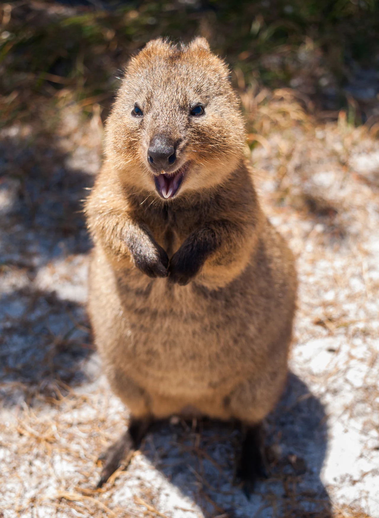 Dieta Quokki składa się głównie z trawy, liści, nasion i korzeni. Ciekawostka? Zwierzęta te przełykają jedzenie bez przeżuwania. Poza tym quokki do życia potrzebują bardzo mało wody i mogą spędzać miesiące bez picia. Dieta Quokki składa się głównie z trawy, liści, nasion i korzeni. Ciekawostka? Zwierzęta te przełykają jedzenie bez przeżuwania. Poza tym quokki do życia potrzebują bardzo mało wody i mogą spędzać miesiące bez picia.