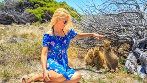  Quokka. Kangur, któremu uśmiech nie schodzi z pyska 