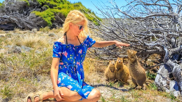 Fotogeniczności nie można mu odmówić. Quokka to trzykilogramowy kuzyn kangura, który żyje na wyspach Rottnes i Bald, ale to w Australii w ostatnim czasie budzi największe zainteresowanie. 
