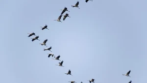 Żurawie, zdj. ilustracyjne