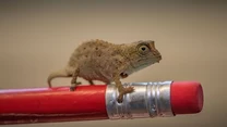 Pygmy chameleons, czyli Rhampholeony, na wolności można spotkać jedynie w lasach Tanzanii porastających wybrzeża afrykańskiego kraju.