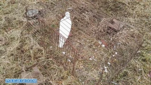 Gołąb pomógł dolnośląskim policjantom