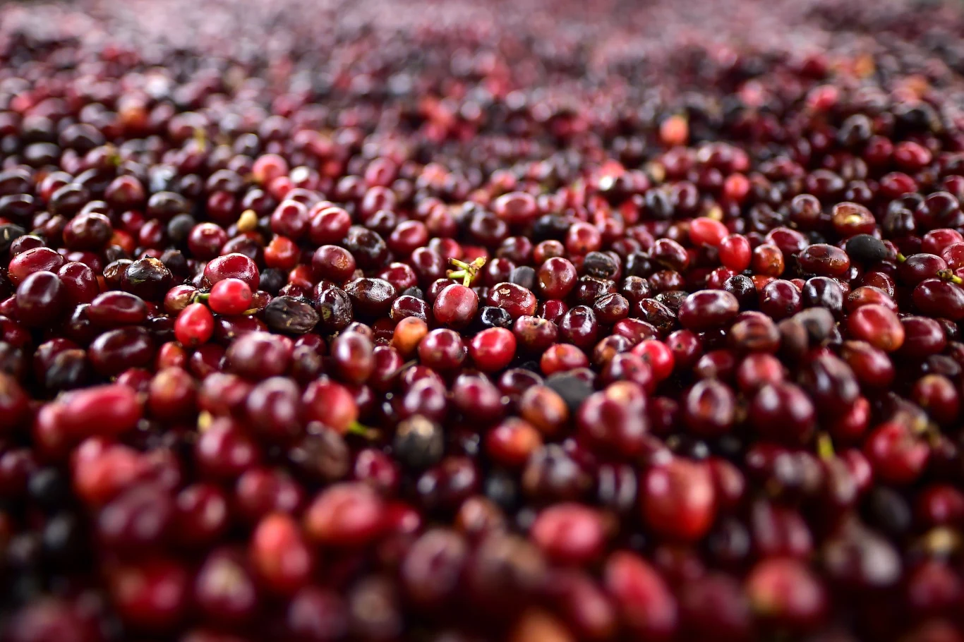 Prawdziwym hitem okazała się Elida Geisha Natural, która w 2019 r. zdetronizowała Kopi Luwak i została najdroższą kawą świata. Chcąc jej spróbować w kawiarni na Starym Kontynencie trzeba liczyć się z wydatkiem rzędu 400 złotych za małą filiżankę!
