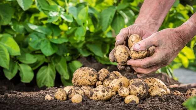 Na zapalenie oskrzeli 

Ugotuj pół kilograma ziemniaków w mundurkach. Gdy nieco ostygną, zawiń je w gazę lub bawełnianą ścierkę. Rozgnieć wałkiem na płasko, aby powstała cienka warstwa. Ciepły okład przyłóż na klatkę piersiową i owiń się kołdrą lub kocem. Zdejmij, gdy wystygnie. Aby przedłużyć działanie ciepła, posmaruj maścią kamforową miejsce, w którym robiłaś okład. Zabieg rób raz dziennie, najlepiej wieczorem, przez 4–5 dni.
