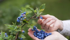 Cięcie prześwietlające borówki amerykańskiej