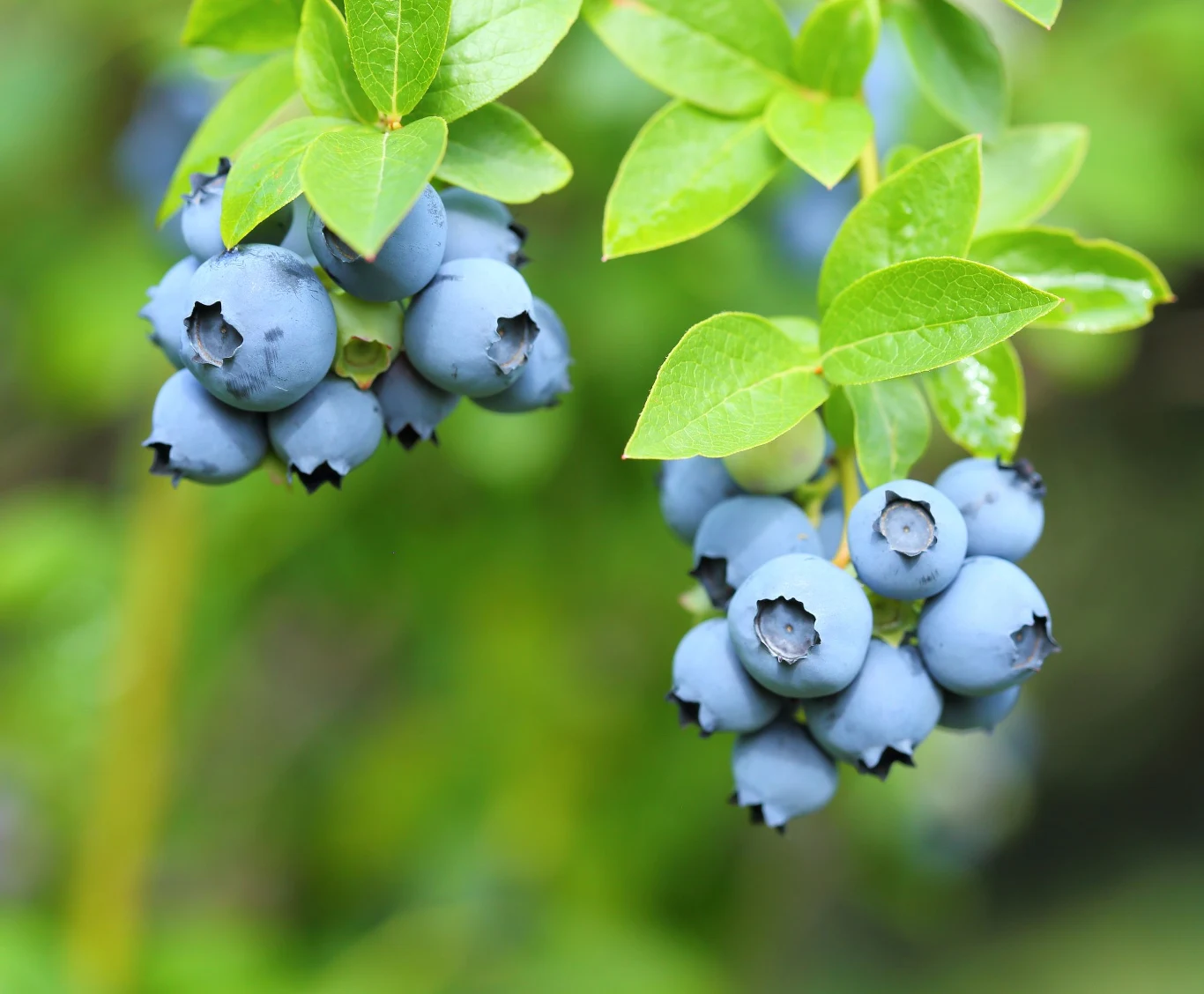 Dzięki dobrej ściółce borówki zaskoczą ilością owoców 