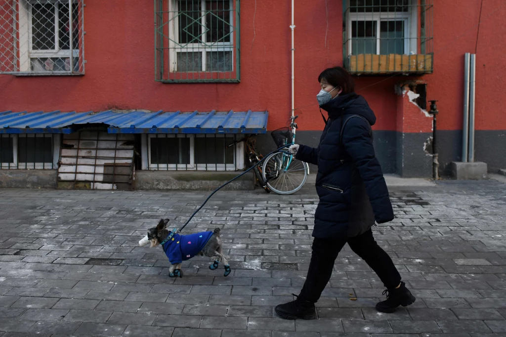 W opuszczonych mieszkaniach w Wuhan zostały tysiące zwierząt. Kilku ludzi postanowiło im pomóc