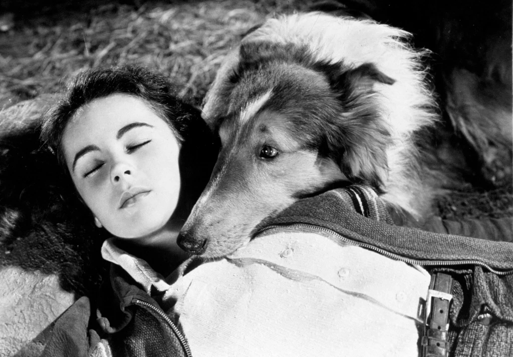 Suczkę Lassie, jedną z największych psich gwiazd w historii, grał samiec o imieniu Pal