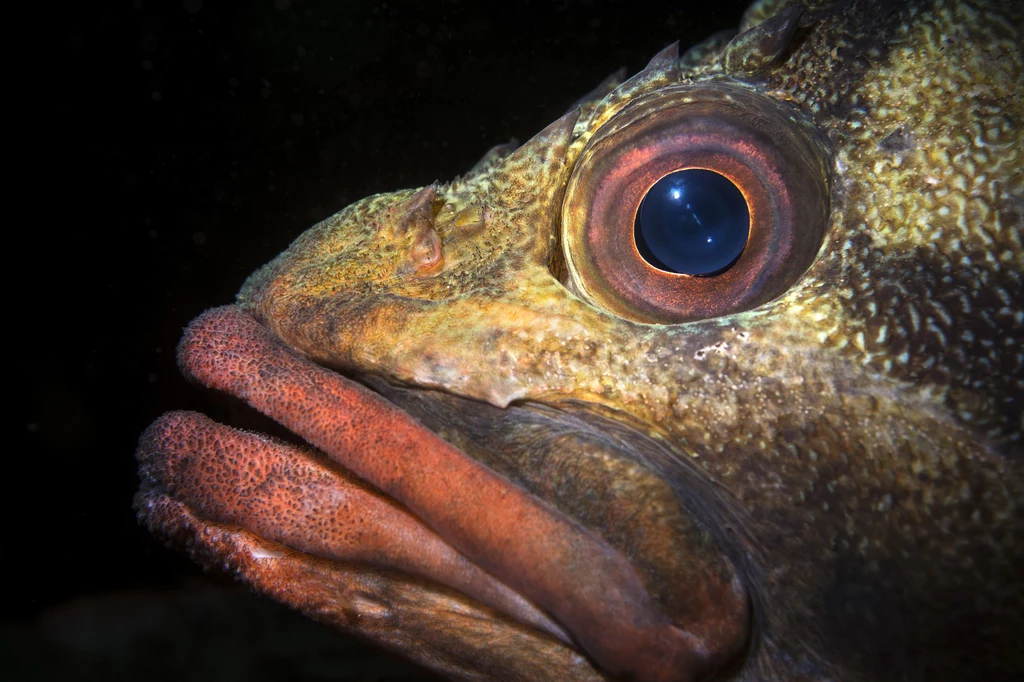 Karmazyn ostrooki - 157 lat Karmazyny to ryby zamieszkujące chłodne wody północno-wschodniego Pacyfiku. Żyją w głębinach oceanicznych wód, funkcjonując w drastycznie niskich temperaturach. Nic więc dziwnego, że dożywają tak sędziwego wieku. Rozwijają się bardzo wolno i późno osiągają dojrzałość płciową. Kuzyni karmazyna ostrookiego, żyjący w wodach przybrzeżnych, są poławiani w dużych ilościach, a ich mięso jest bardzo cenione wśród rybaków.