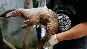 W Wuhan kwitł handel zwierzętami, które mogą przenosić koronawirusa