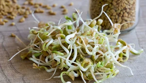 Kiełki brokułu mogą obniżyć poziom cukru we krwi nawet o 10 procent