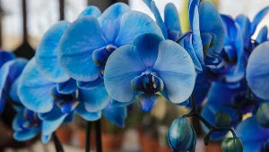 Kupiłeś w markecie niebieskiego storczyka? Tego na pewno o nim nie wiesz